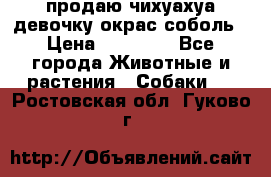 продаю чихуахуа девочку,окрас соболь › Цена ­ 25 000 - Все города Животные и растения » Собаки   . Ростовская обл.,Гуково г.